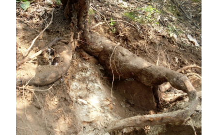 葛根粉：認準 10 年黃金期，拒絕 “年份噱頭”