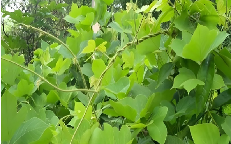 七夕寵妻狂魔就選它！二月風(fēng)雙有機(jī)野生葛根粉，健康又有文化味 