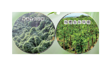 高學(xué)歷養(yǎng)生黨親測：這款雙有機(jī)野生葛根粉，憑什么成日常優(yōu)選？?