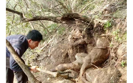 藏在隨州深山里的自然饋禮：二月風(fēng)有機(jī)野生葛根粉，守護(hù)孩子純粹成長