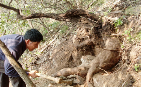 深山藏珍，二月風(fēng)正在大量收購(gòu)寒冬野生葛根