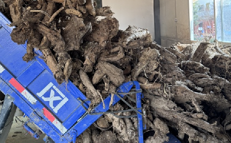 霜降采葛正當(dāng)時(shí)！二月風(fēng)大量收購(gòu)霜降葛根，以匠心護(hù)品質(zhì)、以產(chǎn)業(yè)助增收